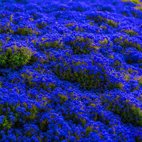 Wivolibe Creeping Thyme indoor-sowing demonstrates hardy perennials for year-round use.