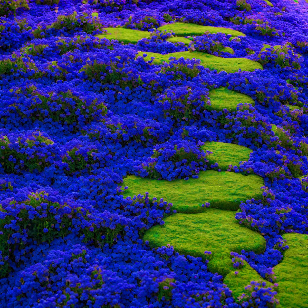 Wivolibe Creeping Thyme pollinators attracts butterflies and bees for a lively garden.