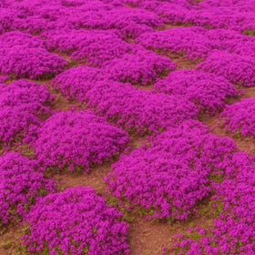 Wivolibe creeping thyme fragrance: stepping on leaves releases vanilla-to-lemon aroma.