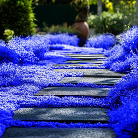 Wivolibe creeping thyme seeds border and path application demonstration.