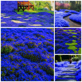 Wivolibe creeping thyme seeds closeup shows premium seed quality for ground cover