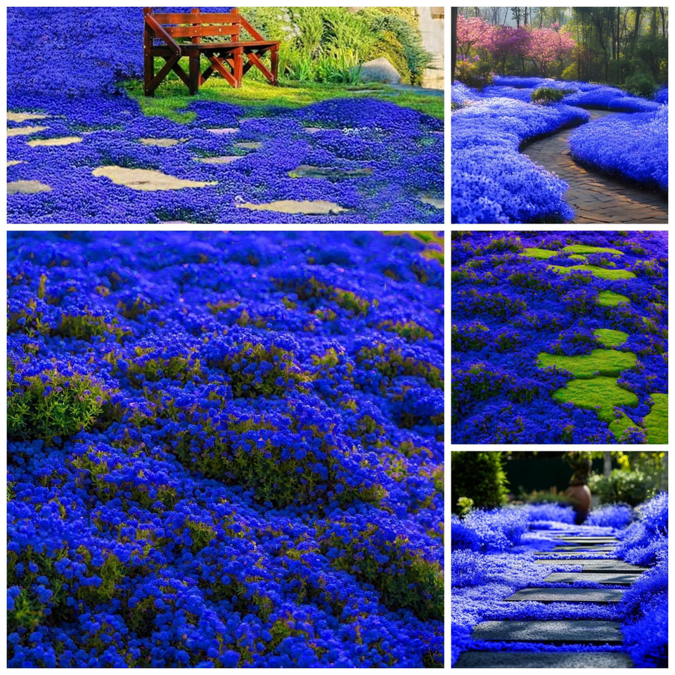Wivolibe creeping thyme seeds closeup shows premium seed quality for ground cover