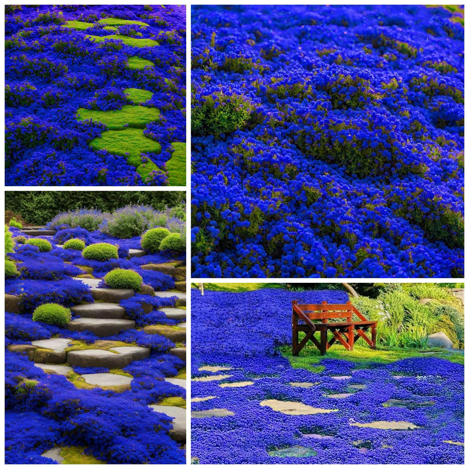 Wivolibe creeping thyme seeds close-up for lush ground cover and easy borders.