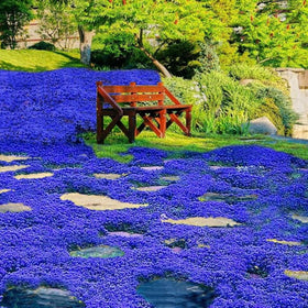 Wivolibe creeping thyme seeds ground-cover planting sample for sunny, well-drained soil.