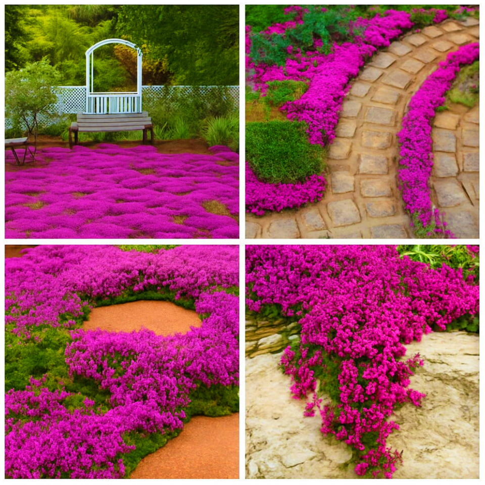 Wivolibe creeping thyme seeds pack: versatile ground cover option for borders.