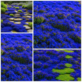 Wivolibe Creeping Thyme seeds patch ideal for durable ground cover in sunny borders.