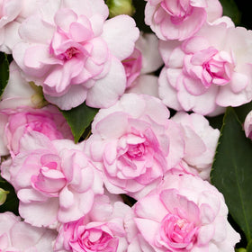 Wivolibe double-flowered impatiens create lush color in early-season beds.