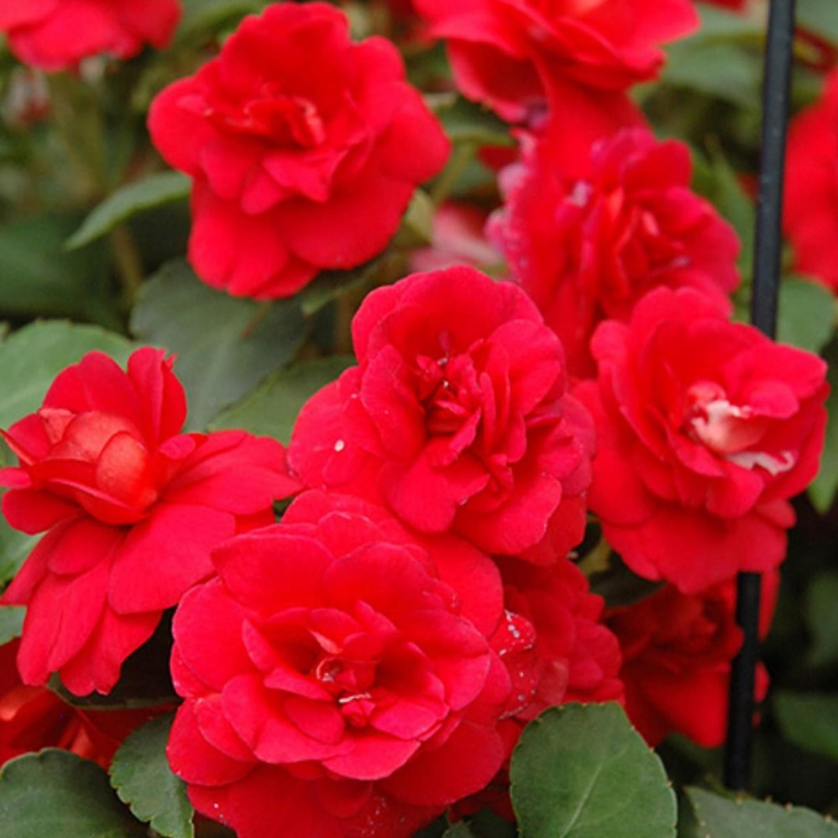 Wivolibe double impatiens in containers; fast-growing color for balconies and patios.