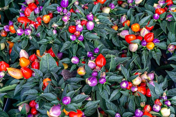 Wivolibe seeds come in a generous over-500-count packet for multiple seasons.
