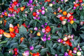Wivolibe seeds come in a generous over-500-count packet for multiple seasons.