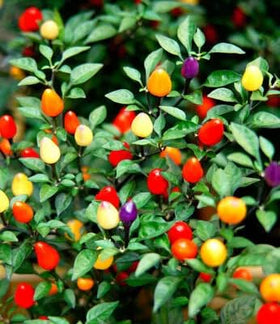 Wivolibe five-color peppers showcase orange and yellow tones for lively container displays.
