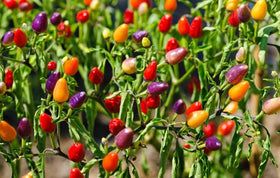 Wivolibe dwarf ornamental red peppers brighten indoor spaces with edible garnish potential.