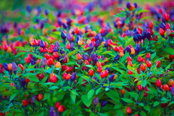 Wivolibe purple peppers add depth to salads and garnishes.