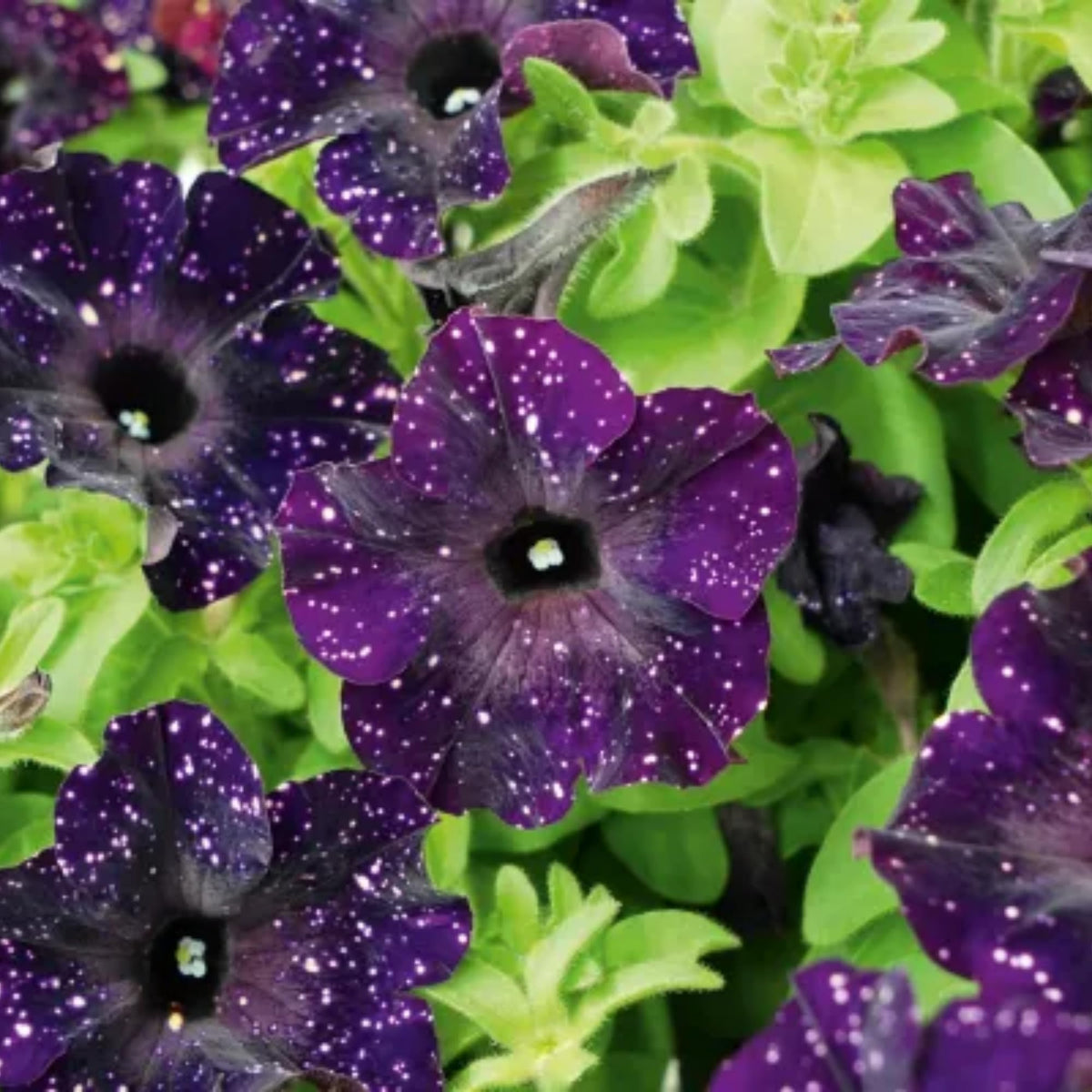 Wivolibe dwarf wave petunia seeds creating low-growing garden borders