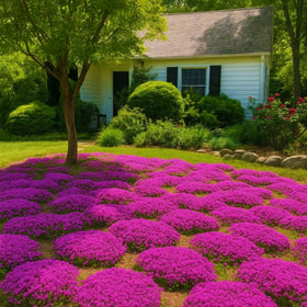 Wivolibe edible thyme leaves close-up: perennial, non-GMO herb for outdoor spaces.