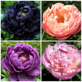 Wivolibe Exotic Double Peony seeds packet close-up for colorful borders
