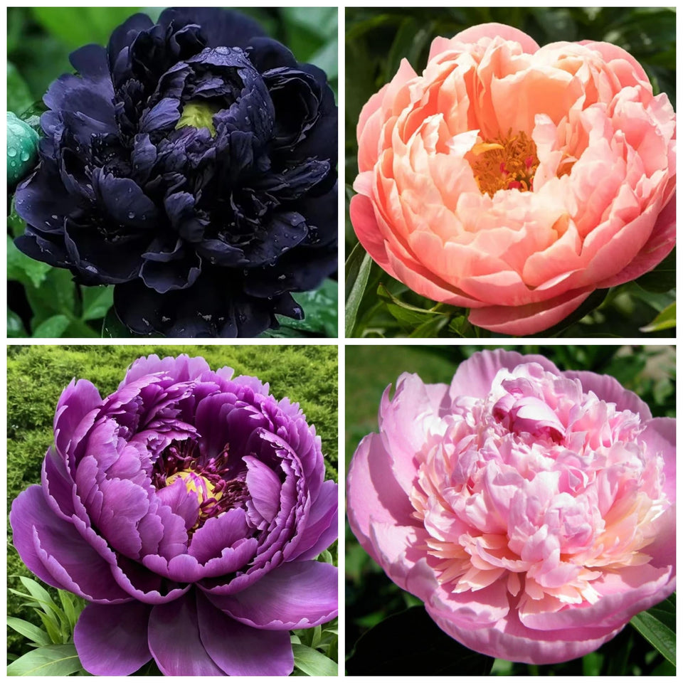 Wivolibe Exotic Double Peony seeds packet close-up for colorful borders