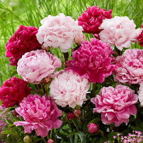 Wivolibe peony seeds with ruffled blooms previewing garden drama