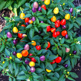 Wivolibe five-color pepper seeds pack front showcases a vibrant seed collection for colorful decor.