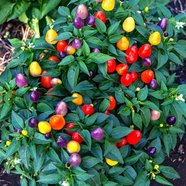 Wivolibe five-color pepper seeds pack front showcases a vibrant seed collection for colorful decor.