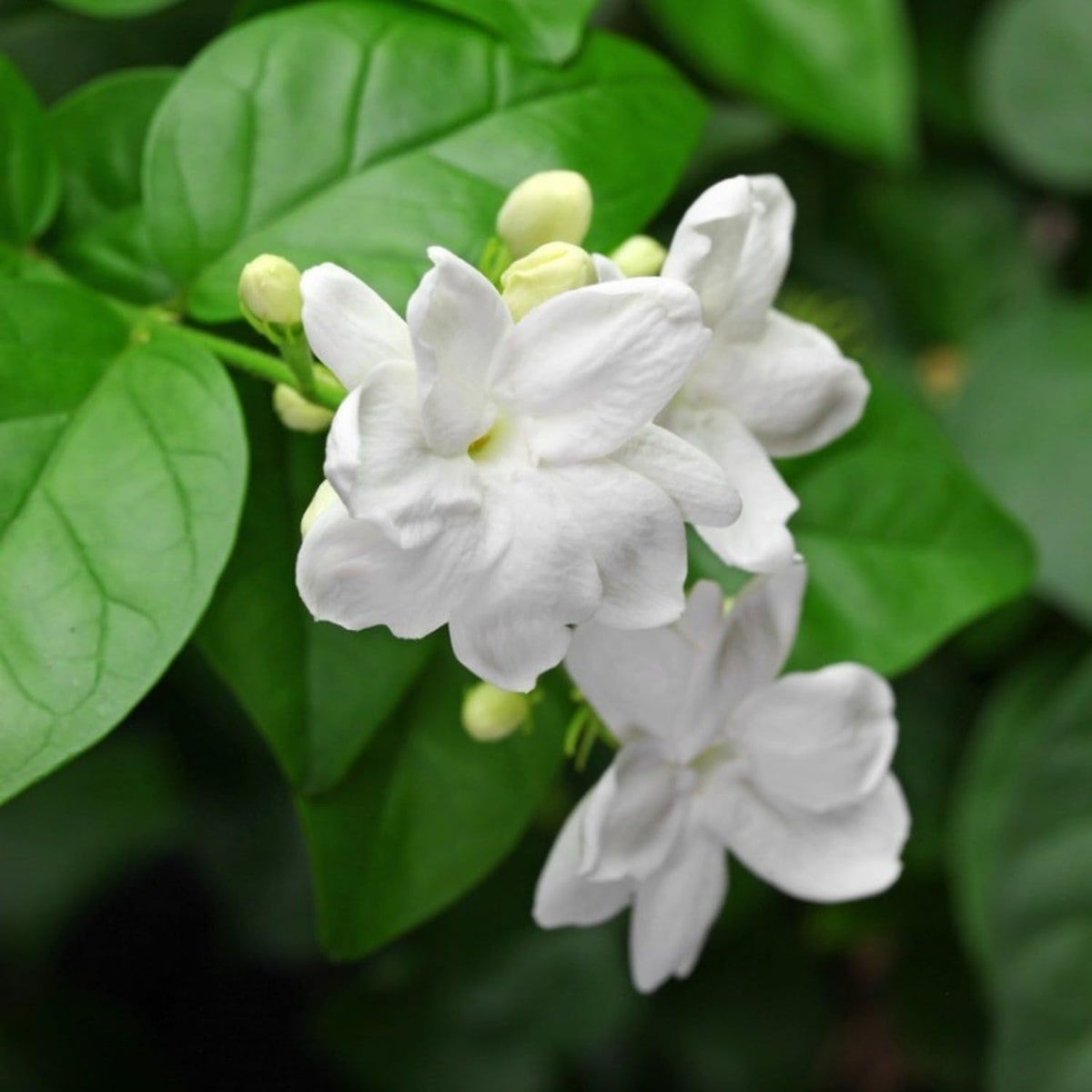 Wivolibe fragrant jasmine in bloom enhances weddings and centerpieces.