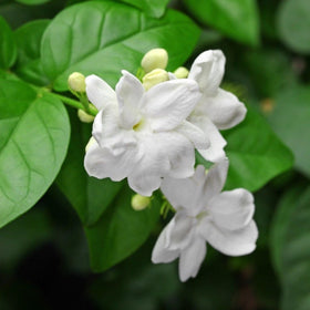 Wivolibe fragrant jasmine in bloom enhances weddings and centerpieces.