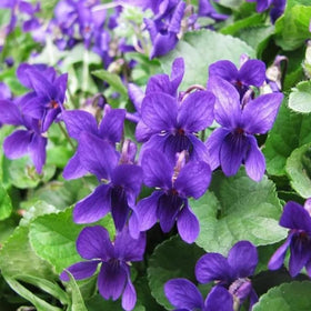 Wivolibe fragrant viola blossoms scent indoor spaces gently
