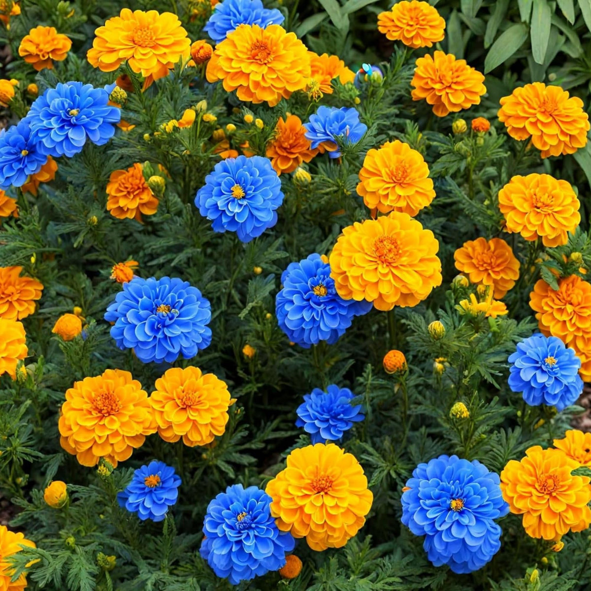 Wivolibe French marigold seeds open-pollinated for reliable, vibrant garden color.
