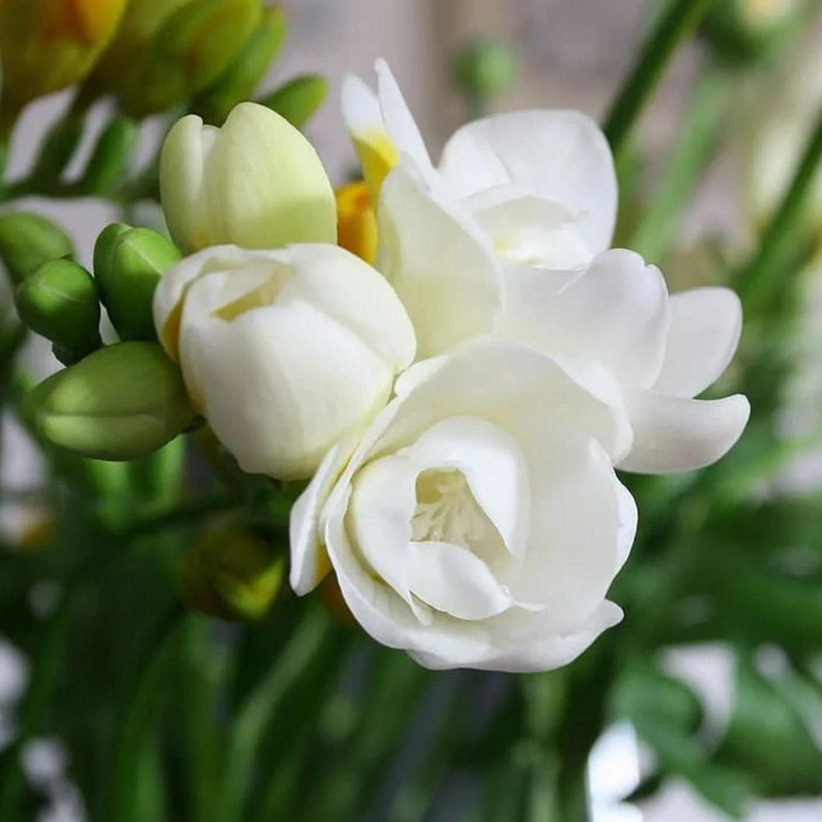 Wivolibe garden setup shows jasmine adding scent and color.