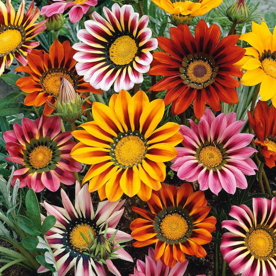 Wivolibe Gazania seeds mix bloom closeup showing vibrant petals for sunny borders
