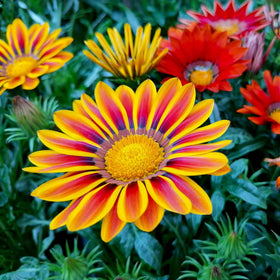 Wivolibe Gazania mix colorful petals brighten beds and containers in hot sun