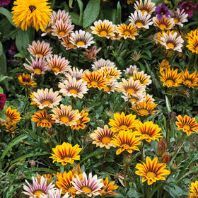 Wivolibe Gazania mix ground cover clusters add color and drought-tolerant coverage