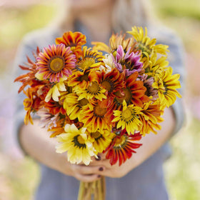 Wivolibe Gazania mix sun-loving plants provide quick color
