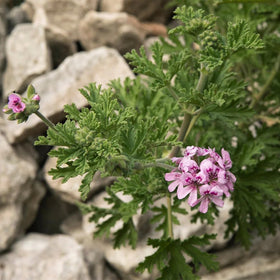 Wivolibe citronella geranium leaves aroma, fresh scent for outdoor spaces.