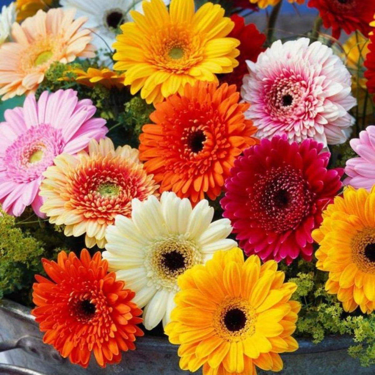 Wivolibe Gerbera Daisy blooms provide long-lasting color for seasonal display