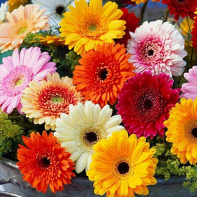 Wivolibe Gerbera Daisy blooms provide long-lasting color for seasonal display