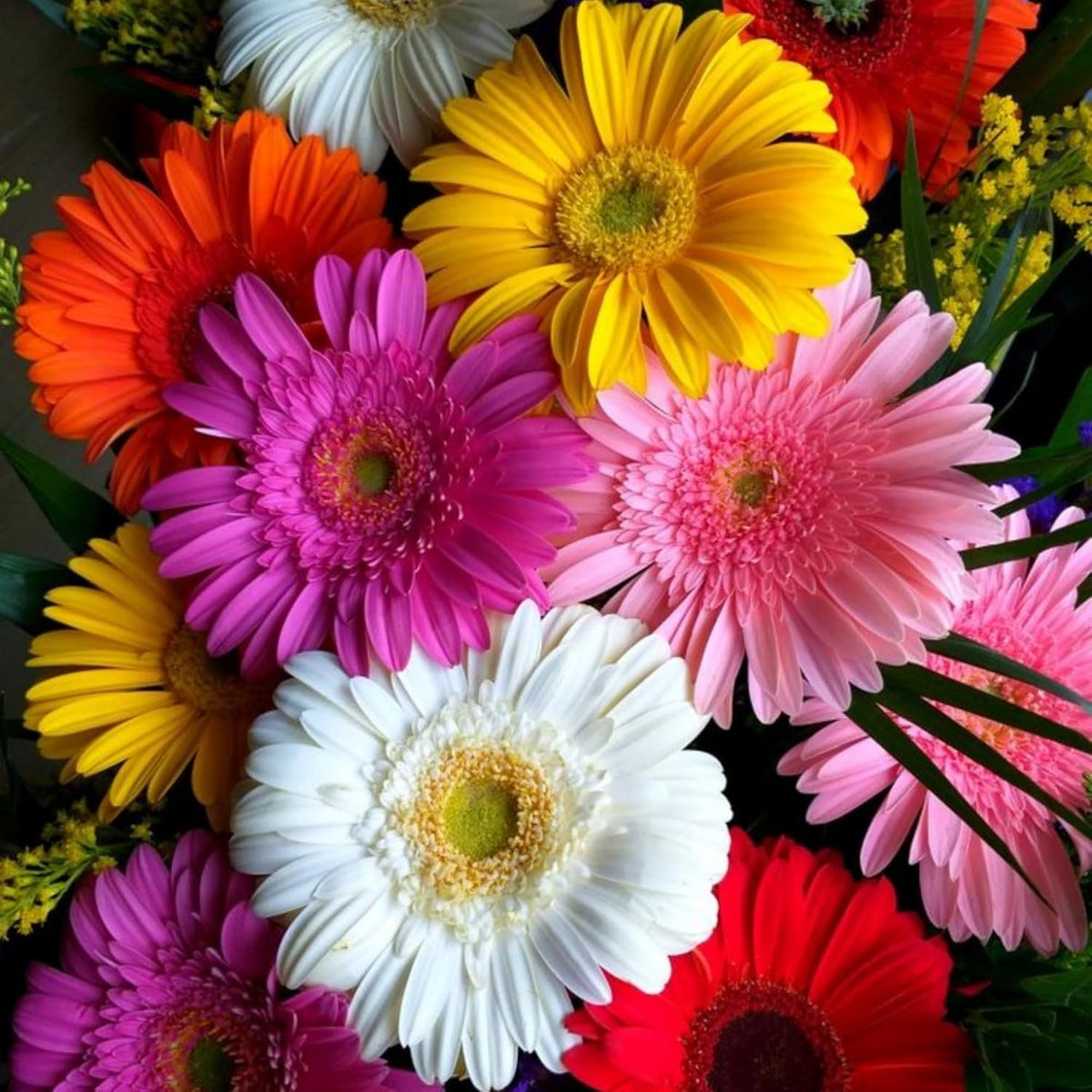 Wivolibe Gerbera Daisy promotes pollinators with nectar-rich blooms
