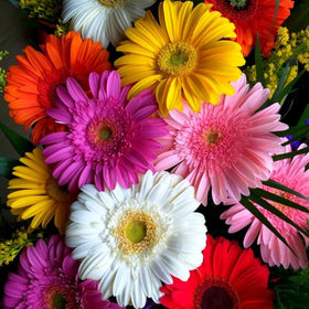 Wivolibe Gerbera Daisy promotes pollinators with nectar-rich blooms