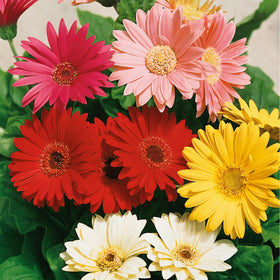 Wivolibe Gerbera Daisy in a container, ideal for patios and small spaces