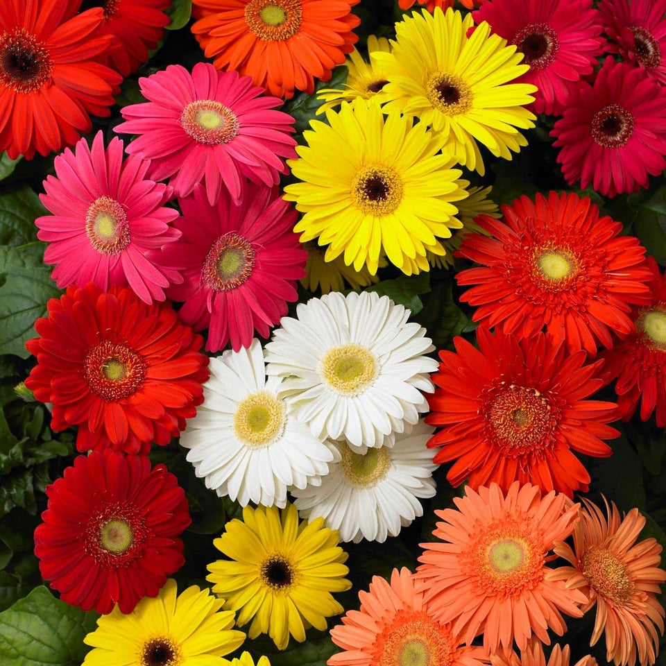 Wivolibe Gerbera Daisy Seed Mix blooming in a garden bed for vibrant color