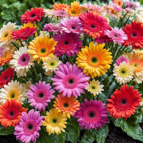 Wivolibe Gerbera Daisy seeds for border planting to brighten garden edges