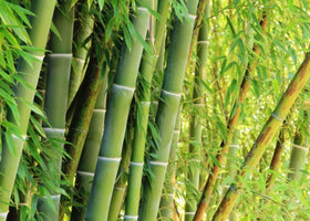 Wivolibe giant green bamboo seeds close-up showing vigorous growth potential.