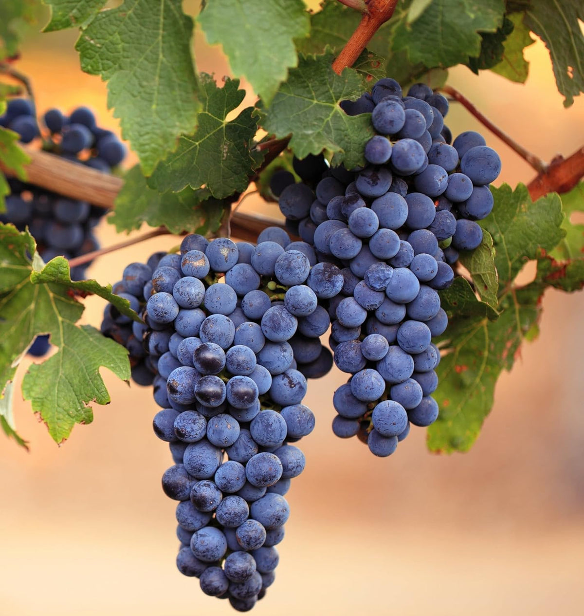Wivolibe grape seeds pack for home gardens and snacks