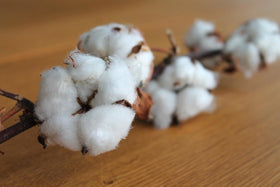 Wivolibe harvested cotton ready for crafts and projects
