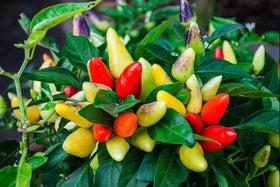 Wivolibe edible peppers provide color in decor and mild flavor in dishes.