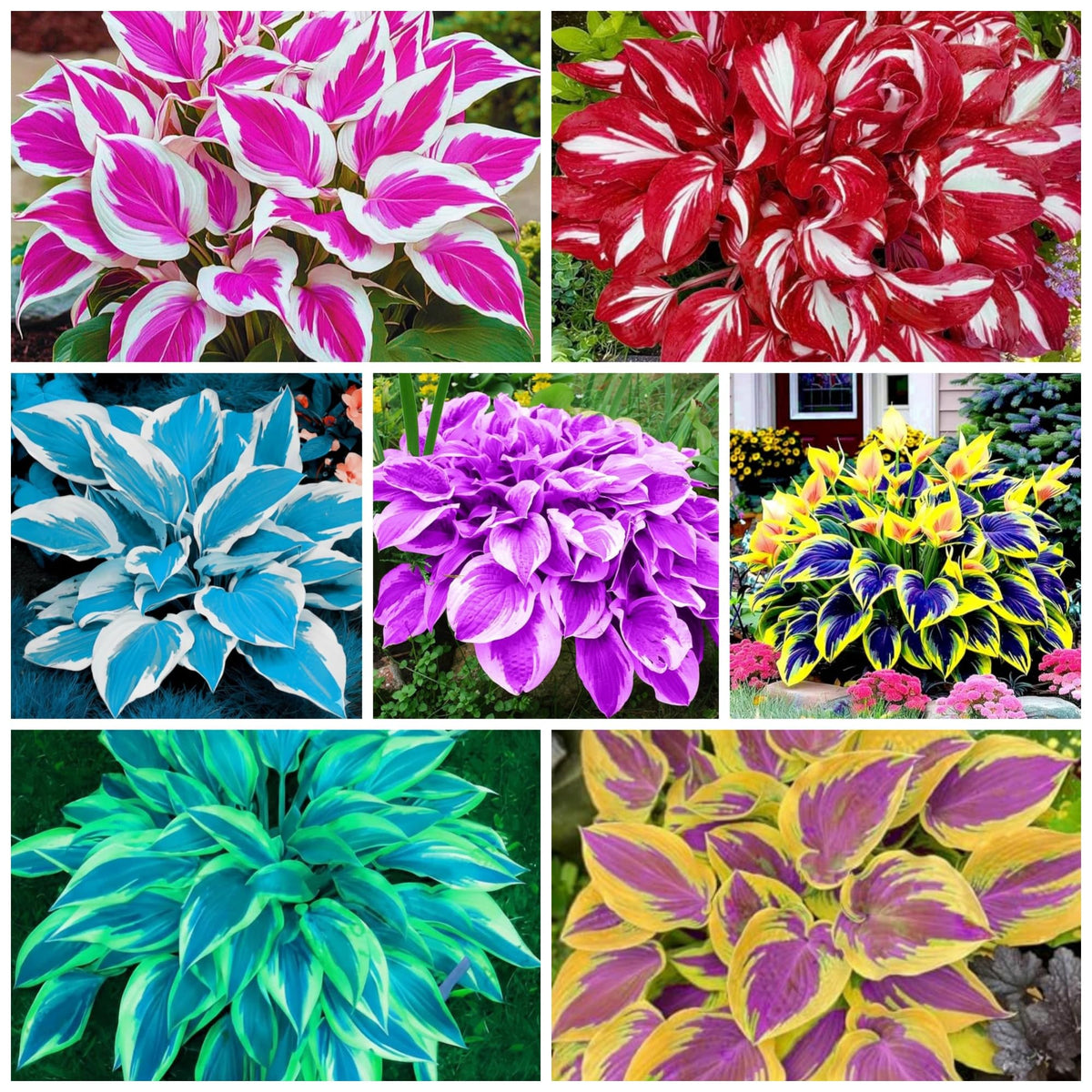 Wivolibe heart-shaped hosta seeds in bare roots for shaded garden beds