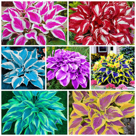 Wivolibe heart-shaped hosta seeds in bare roots for shaded garden beds