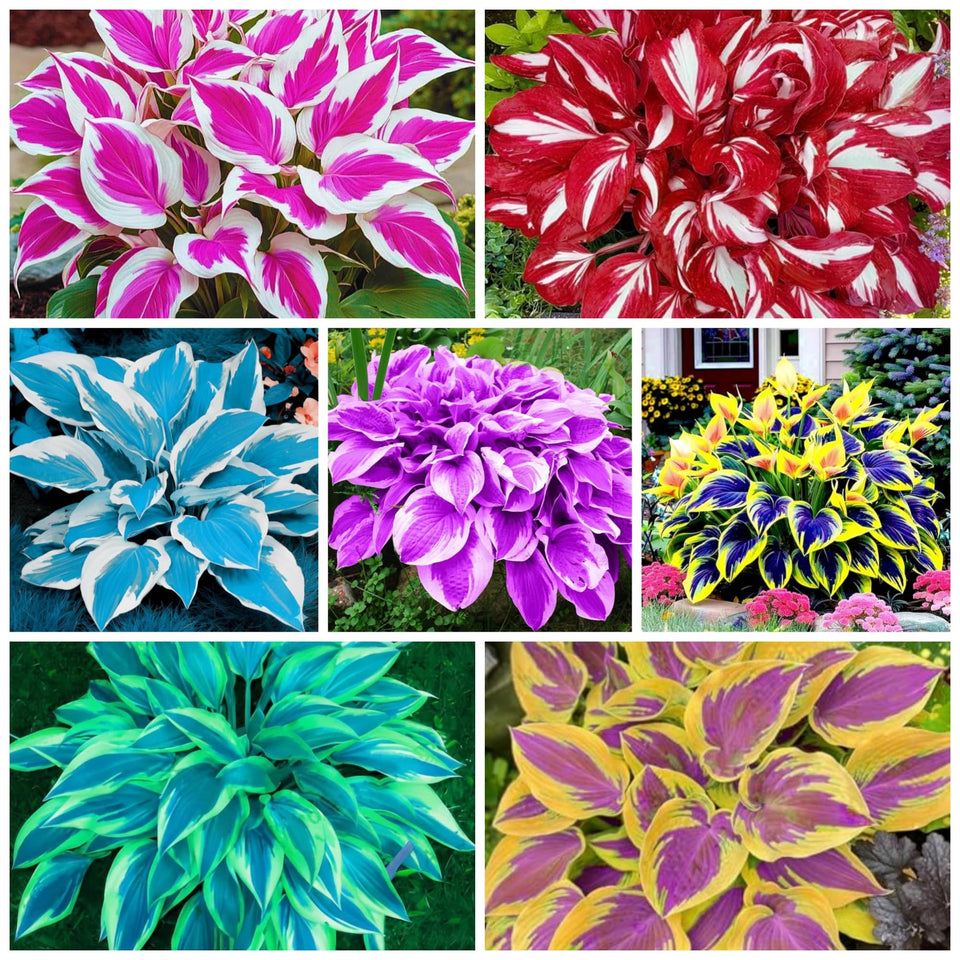Wivolibe heart-shaped hosta seeds in bare roots for shaded garden beds