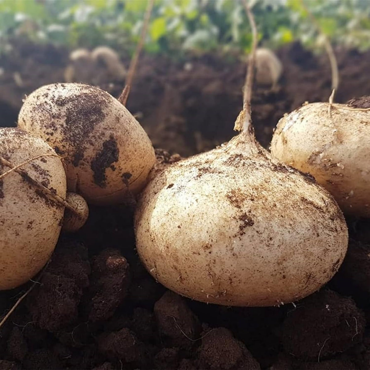 120+ jicama seeds from Wivolibe enable reliable home harvests.