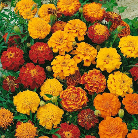 Wivolibe heirloom non-GMO marigold seeds offer heritage blooms without modification.
